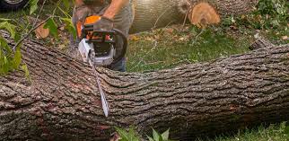 How Our Tree Care Process Works  in  Upton, WY